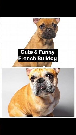 “Different Types of Dog Breeds You Must Know! 🐕✨”
