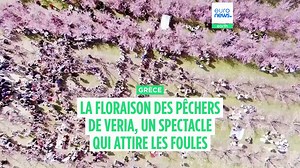 La floraison des pêchers de Veria, en Grèce, un spectacle qui attire des milliers de visiteurs