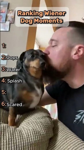 Funniest Wiener Dog Moments Ever 🐶 | Dachshund Chaos & Cuteness!
