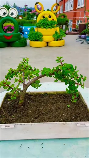 How to Create a Chinese Dragon Succulent Arrangement
