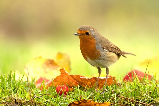 Froid polaire : ces gestes simples et efficaces peuvent attirer une véritable nuée de rouges-gorges dans le jardin