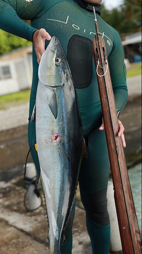 7.8K views · 200 reactions | How do you cook your rainbow runner? 襤 Spearo: Oliver Em Gear: VAU 105 Wetsuit: Joints Reef Camo Species: Rainbow runner Location: Tuamotus #spearo #spearolife #diving #oceantotable #dinner | Joints Spearfishing Tahiti | Facebook