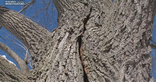Are trees exploding due to cold? Or is there a different weather phenomenon happening?