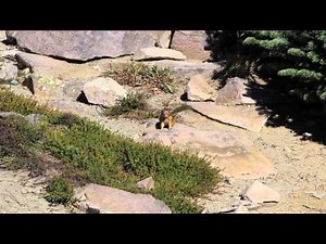 USA - Chipmunk running in Mount Rainier NP