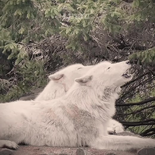 Fun fact: Wolves do not hibernate and can potentially be seen all year long. || #wolves #wolf #edit #wolfedit #favoriteanimal #tallandtanandyoungandlovely #thegirlfromipanema #goeswalking #wolvesarecool #protectwolves