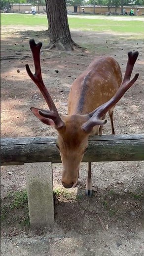 Bowing Deer of Nara, Japan