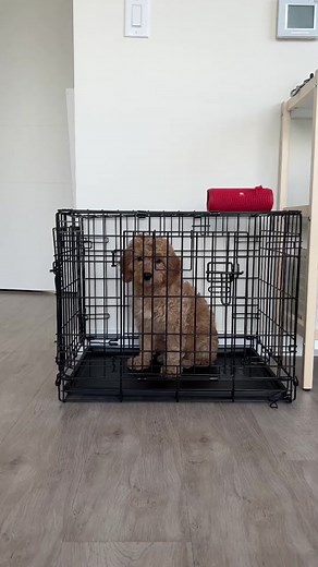 Share this with a puppy owner and save their sanity! 🐶 Link in bio to train with me in-person & online. Hamilton Dog TrainingLocated in Bellevue, WA#puppy #puppytraining #puppytips #puppytrainingtips #puppytraining101 #dogtraining #dogtrainers #dogtrainer #fyp #foryou #foryoupage #puppytips