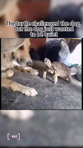 The turtle challenged the dog, but the dog just wanted to be quiet🐢🐶😂#turtle #🐢 #turtles #tortoise #reptile #pet #cute #reptiles #dog