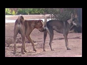 Countryside dog..! Rural dog try so many time but always failure