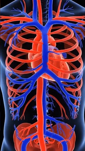 Respiratory system #biologyeducation #healthlearning #humananatomy