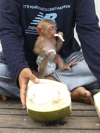 2.7K views · 71 reactions | Baby Monkey Bom's Family | Mr Bon | Facebook