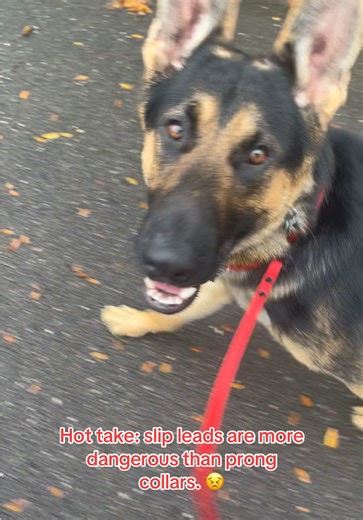 Why Slip Leads Can Be More Dangerous Than Prong Collars