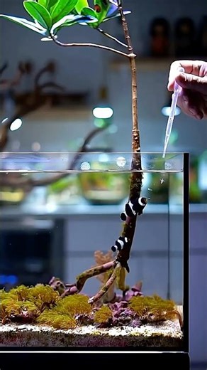 Clownfish feeding #aquarium #ytshorts #fish #shorts