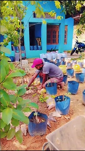 Planting Gotu Kola 🌿 | Simple & Natural Gardening😊