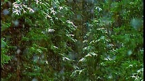 Baby Shakespeare - Snow (DVD Rip)