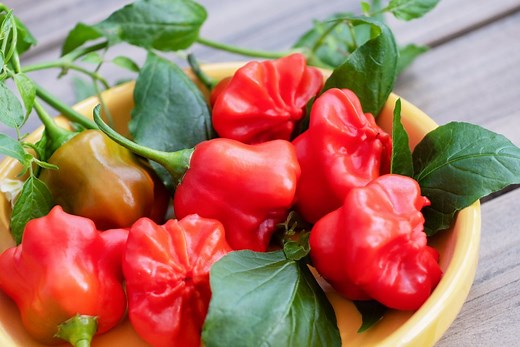 Mad Hatter Pepper Guide: 9 Interesting Things to Know