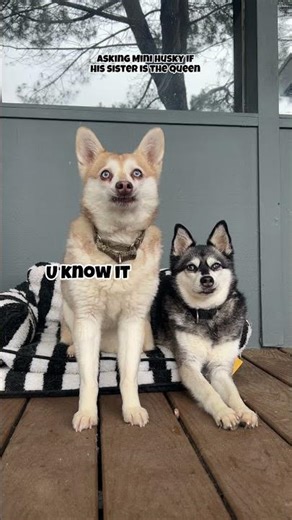 Asking DRAMATIC Mini Husky If His Sister Is The Queen Of The House