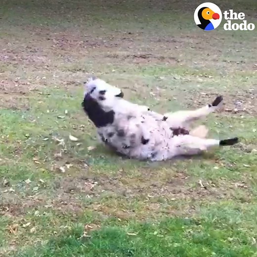 Happiest. Sheep. Ever. 🐑🐑🐑 | The Dodo