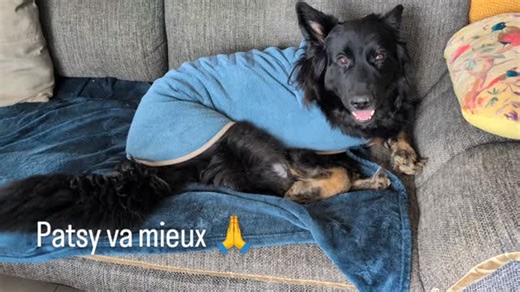 ❤️ Patsy va enfin mieux 🙏 Alors oui je suis complètement "gaga" comme vous pouvez l'entendre sur la vidéo 😅 mais ça fait tellement du bien de la voir remuer de la queue doucement en se prélassant sur le canapé, plutôt que d'être prostrée sur son coussin sous mon bureau... Bilan 1 semaine après l'opération en urgence de dimanche dernier (suite à l'ouverture de l'une de cicatrices suite à la stérilisation) : 😰 Patsy a refait une grosse inflammation autour de la cicatrice... Du liquide inflammat