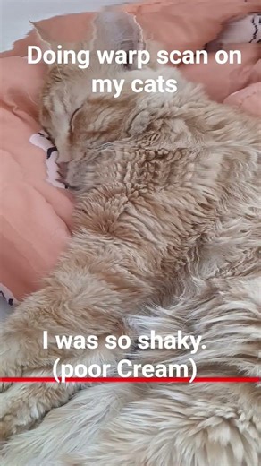 Doing Warp Scan on my cats (Volume Warning)