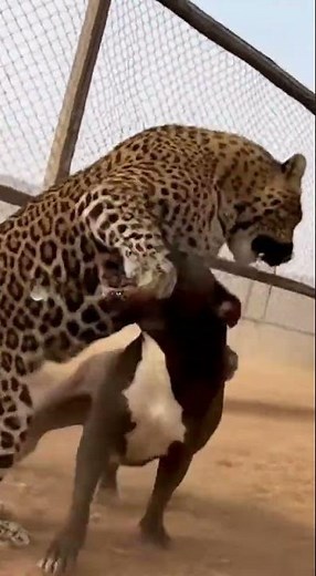 Unexpected Battle: Aggressive Pitbull vs Wild Leopard Face-Off!