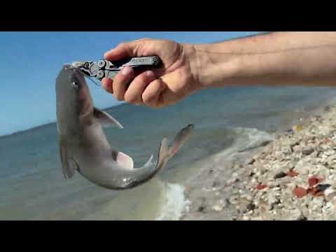 How to release catfish from a hook