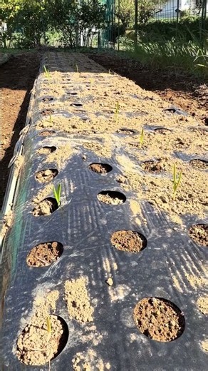 10日前に植え付けしたニンニク。今日見たらもう芽が出ていました。ニンニクの芽出しは簡単です。虫による食害もありませんが、収穫前に病気が発生します。それさえ乗り越えたら立派なニンニクを収穫できます。