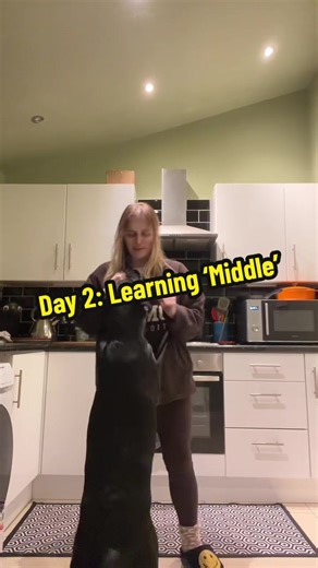 Day 2 of learning a new trick with Ruby 🐶 #blacklabruby #dogsoftiktok #dogtraining