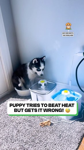 The husky doesn't quite understand 🥶😂 | Fluffy Animals