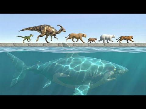 The Great Megalodon Bridge: Can the Dinosaurs Survive? - Animal Revolt Battle Simulator