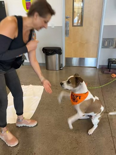 🐶 Join us in the Mutt Manners VIP class for an awesome training day! 💪🏽 At One Love, our Mutt Manners program is a crucial part of our mission to rescue animals, providing valuable support for adopters, fosters, and volunteers. 🌟🐾 Our positive reinforcement-based classes boost pups’ confidence in social settings and create positive doggy experiences. From celebrating their existing skills to teaching new ones, we make each class day extra special and FUN. 🌟🐾 Ready to help your rescue pup 