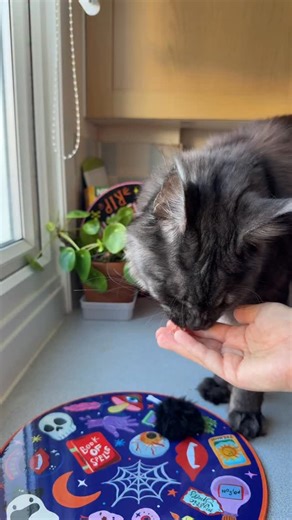 6.3K views · 11 reactions | Ever tried to medicate a cat and felt...