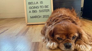 News 8's Kelly Hessedal gets tips on introducing her dog, Bella, to her new baby