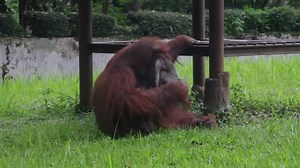 17K views · 87 reactions | Video shows an orangutan smoking a cigarette at a zoo, provided by a visitor | Irish Independent | Facebook
