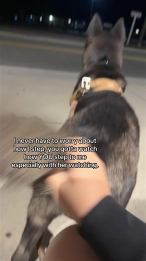 My American Akita's Fierce Protection