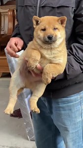 2.2K views · 33 reactions | Inside China’s brutal dog meat trade!  This is cruel!  Faces of dogs on their treacherous odyssey to the dog meat market in China. It is estimated that the country is responsible for killing 10million dogs for human consumption each year, with traders selling canned meat, dog sausages, roasted legs and even dog penis snack packs. > https://netzfrauen.org/2022/04/09/dogmeattrade/ | Netzfrauen | Facebook