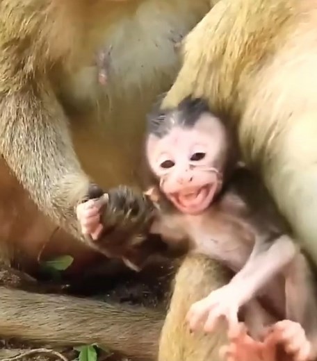#cutemonkey | Cute Monkey