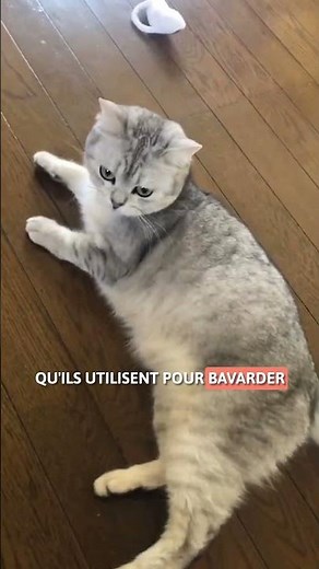 5 CHARACTERISTICS of BURMILLA cats 🏵️