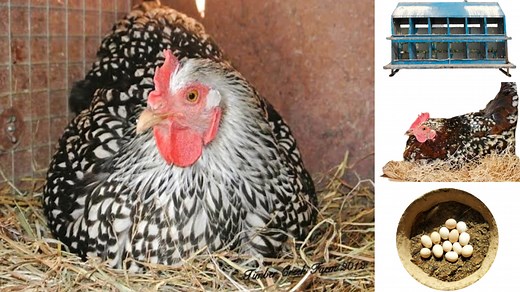 Ultimate Guide to Chicken Nesting Boxes | Factors affecting Eggs Production | Dr. ARSHAD | Dr. Arshad Veterinary Clinic