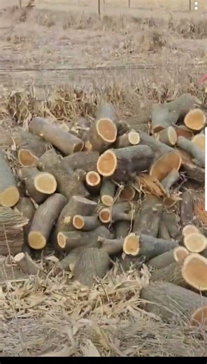 Anyone else play mud runner? #iykyk #haulingwood