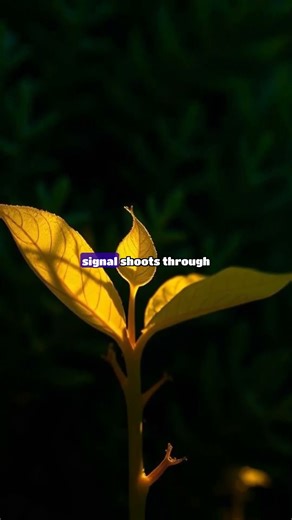 The Zombie Plant 😱🌿 The Plant That MOVES When Touched! #shorts #facts