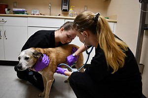 Veterinary Assisting - JTED - Joint Technical Education District