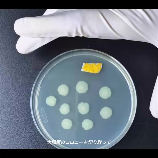 変形菌は大腸菌を食べるか？実験でわかった勝敗と逆転