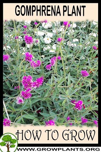 Gomphrena - How to grow & care