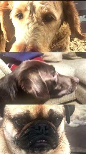 #pug #cute #goldendoodle #labrador best trio