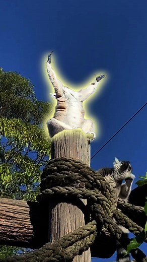 Ring-tailed Lemur Facts: Nature's Charming Acrobat