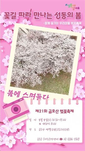 이번 주말 성동 벚꽃축제 추천! 송정마을 벚꽃축제&금호산 벚꽃축제