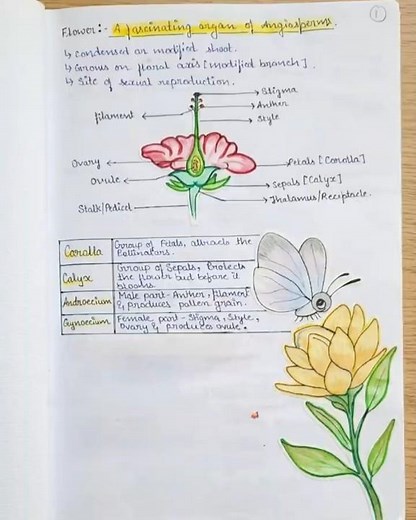 🌸 Class 9 Biology: Flower Structure & Function Made Easy! 📑🌿| ICSE |‪@AestheticBiologyNotes‬ 💫