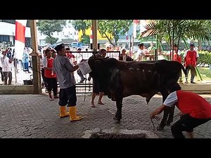 Ngeri! Sapi Ngamuk Seruduk Tukang Jagal