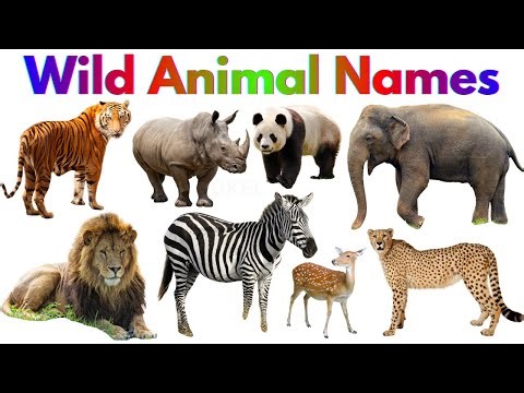 🦁 Wild Animals for Kids | Learn Animal Names and Sounds | Educational Video for Toddlers